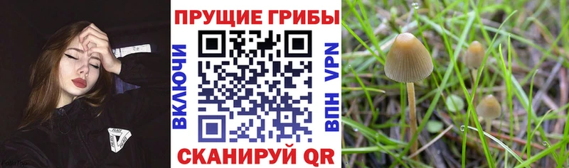 кракен сайт Свободный Псилоцибиновые грибы Cubensis дарнет шоп